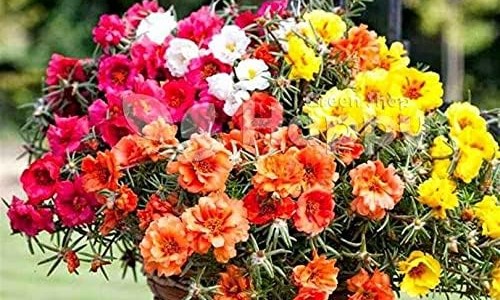 二甲双胍价格多少一瓶-二甲双胍价格多少一瓶专区_二甲双胍格列本脲说明书专区_二甲双胍河北产说明书网